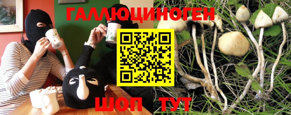 Галлюциногенные грибы Psilocybe Смоленск
